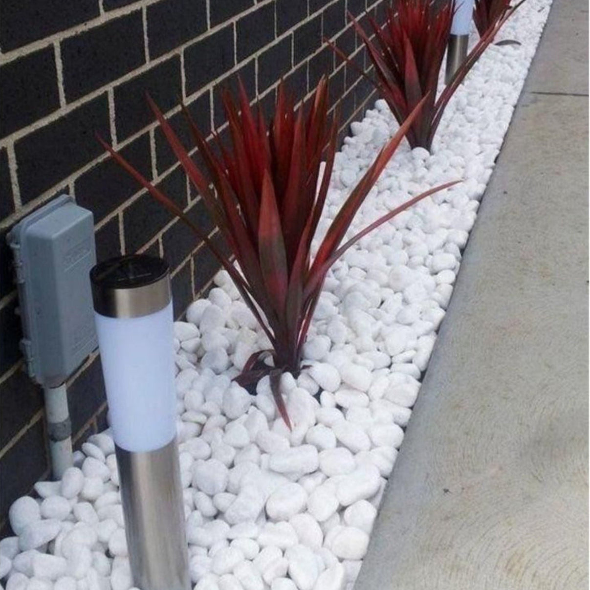 Snow White (Large Size 20kg)