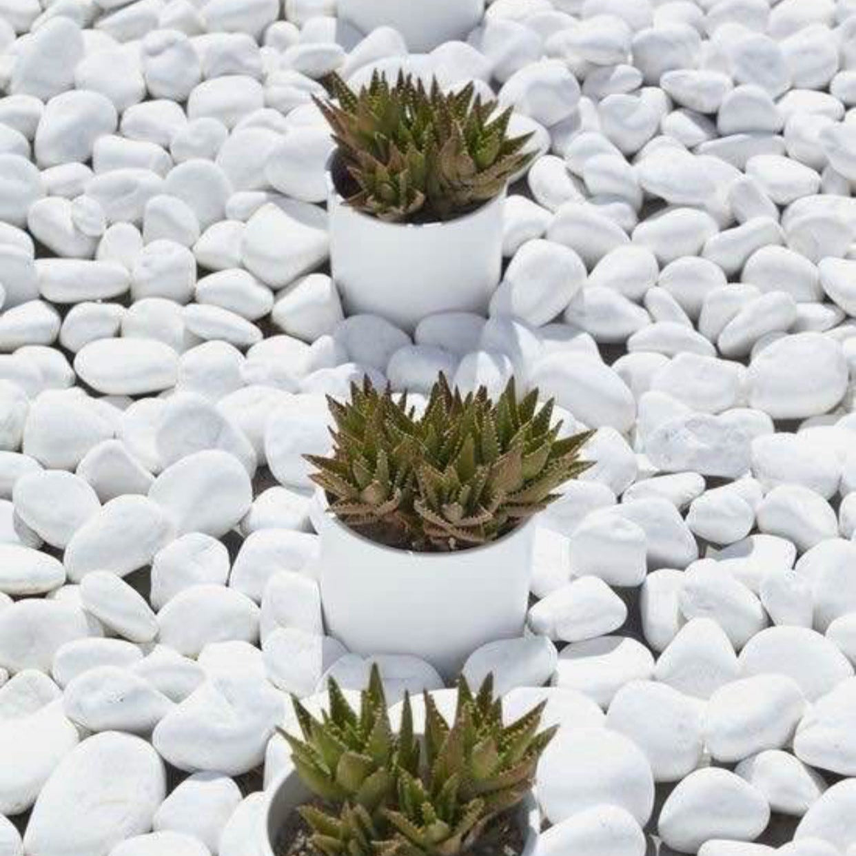 Snow White (Large Size 20kg)