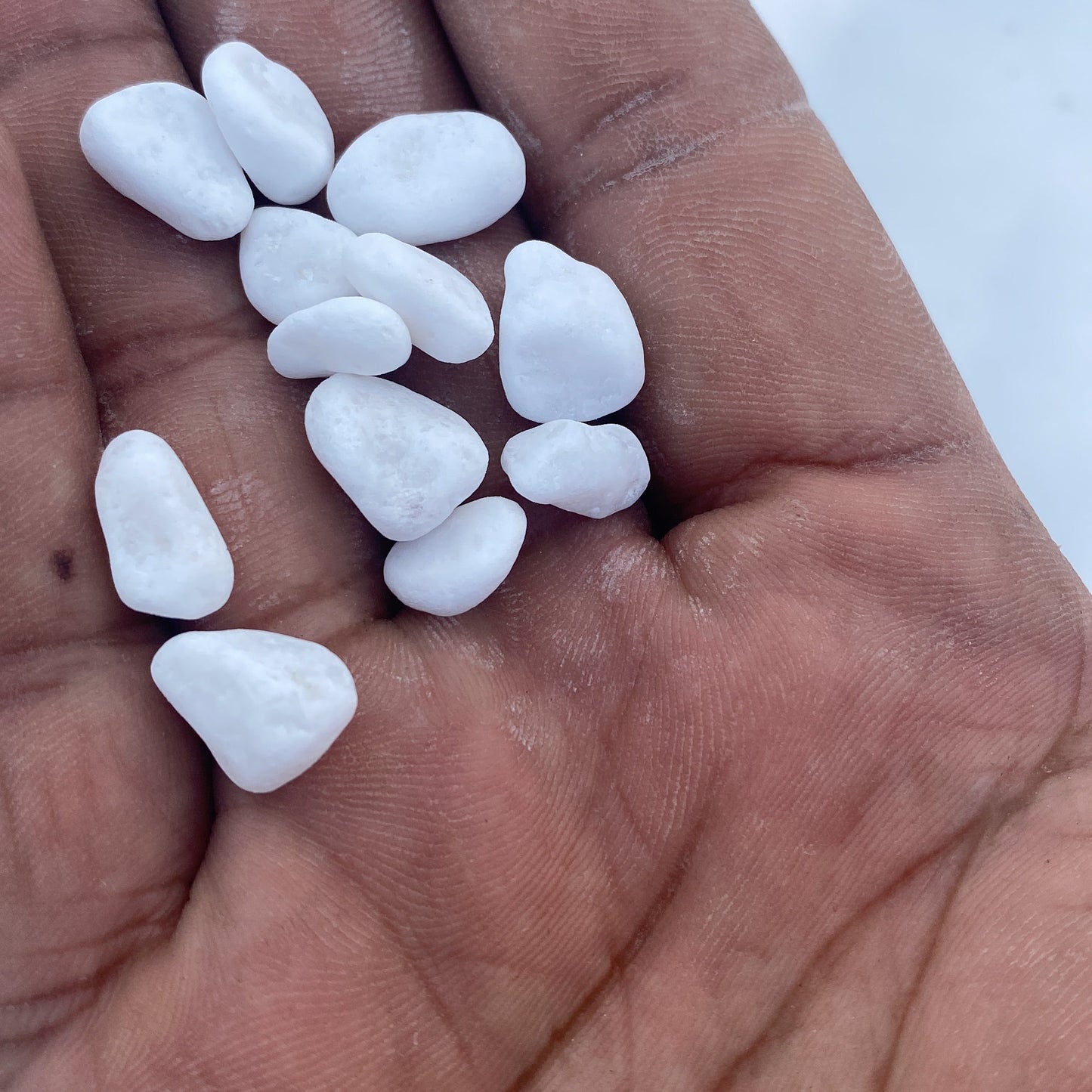 Snow White (Micro Size 20kg)